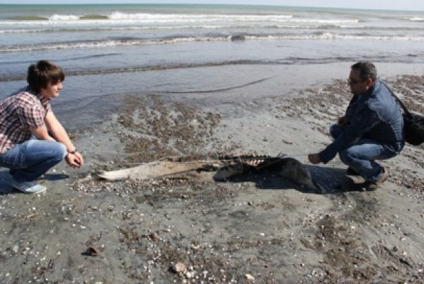 Patru delfini eşuaţi au fost găsiţi într-o singură săptămână